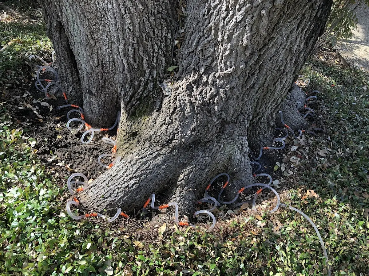 Detailed Tree Cabling and Bracing job site in Sumpter