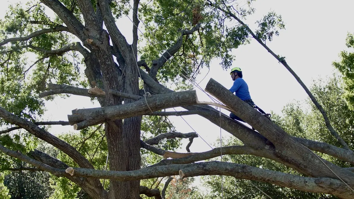 Professional Crown Thinning performed by certified arborists in Sumpter